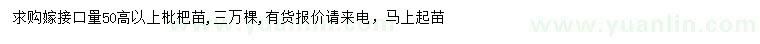 求購高50公分以上枇杷苗