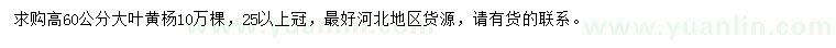 求購高60公分大葉黃楊