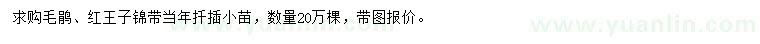 求購(gòu)毛鵑、紅王子錦帶