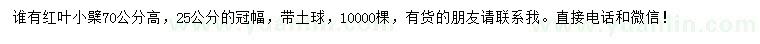 求購高70公分紅葉小檗