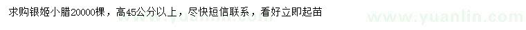 求購高45公分以上銀姬小臘