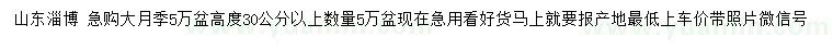 求購高30公分以上大月季