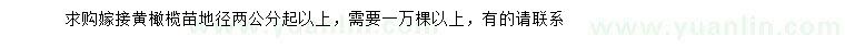 求購地徑2公分以上黃橄欖苗