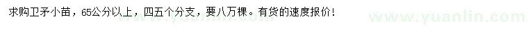 求購(gòu)65公分以上衛(wèi)矛小苗