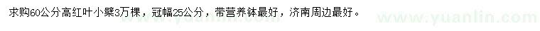 求購(gòu)高60公分紅葉小檗