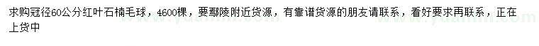 求購冠徑60公分紅葉石楠毛球