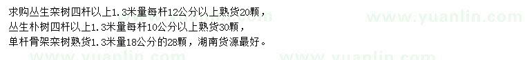 求購叢生欒樹、叢生樸樹、欒樹