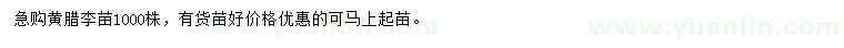 求購黃臘李苗