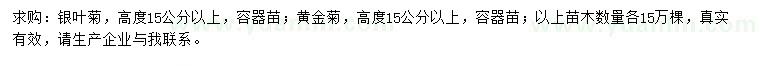 求購(gòu)高15公分以上銀葉菊、黃金菊