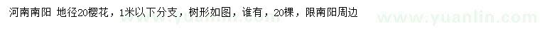 求購地徑20公分櫻花