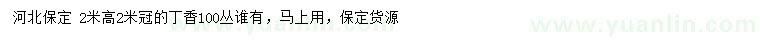求購(gòu)高2米丁香