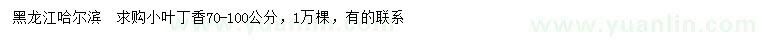 求購70-100公分小葉丁香