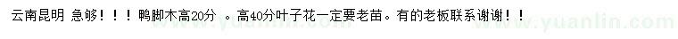 求購(gòu)高20公分鴨腳木、40公分葉子花