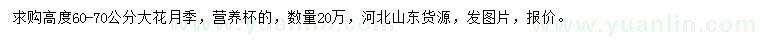 求購高60-70公分大花月季