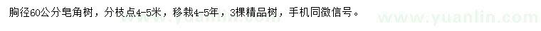 求購(gòu)胸徑60公分皂角樹