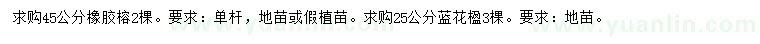 求購(gòu)45公分橡膠榕、25公分藍(lán)花楹