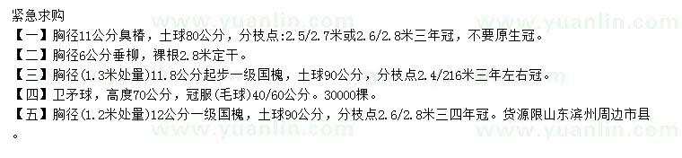 求購臭椿、垂柳、國槐等