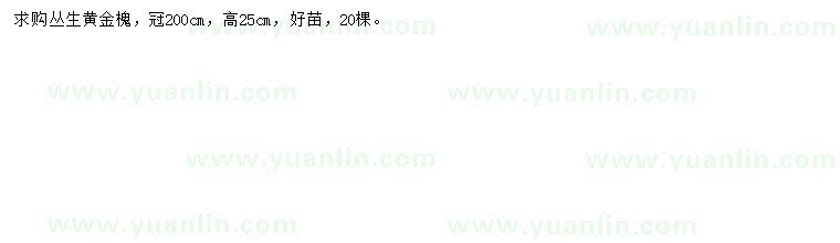 求購高25公分叢生黃金槐