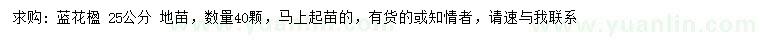 求購25公分藍花楹