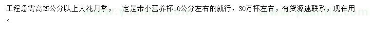 求購高25公分以上大花月季