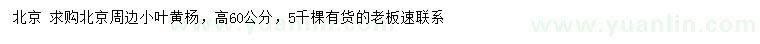 求購高60公分小葉黃楊