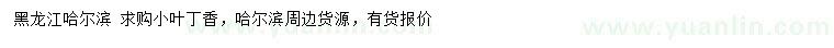 求購小葉丁香