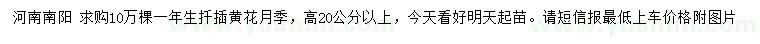 求購(gòu)高20公分以上扦插黃花月季