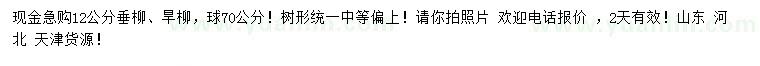 求購12公分垂柳、旱柳