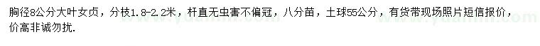 求購胸徑8公分大葉女貞