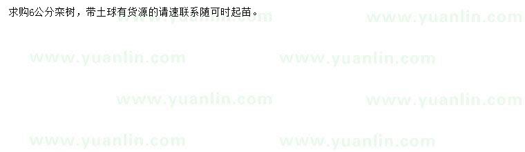 求購(gòu)6公分欒樹