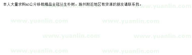 求購40公分樸樹