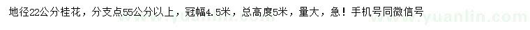 求購(gòu)地徑22公分桂花