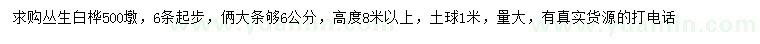 求購高8米以上叢生白樺