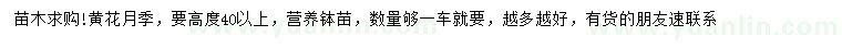 求購高度40公分以上黃花月季