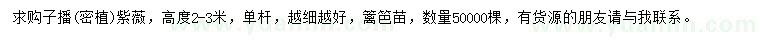 求購高2-3米子播(密植)紫薇