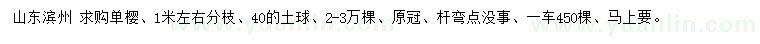 求購分枝1米左右單櫻