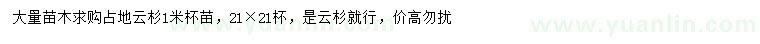 求購1米占地云杉