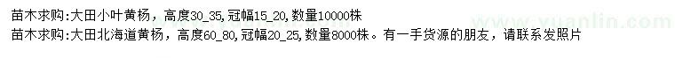 求購高度30-35公分小葉黃楊、60-80公分北海道黃楊