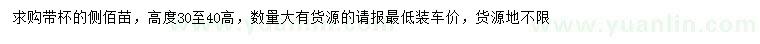 求購高30-40公分側(cè)佰苗