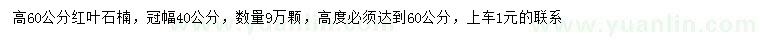 求購(gòu)高60公分紅葉石楠