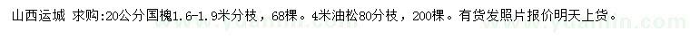 求購20公分國(guó)槐、4米油松
