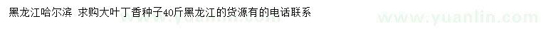 求購大葉丁香種子