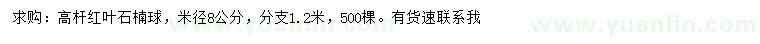 求購米徑8公分高桿紅葉石楠球