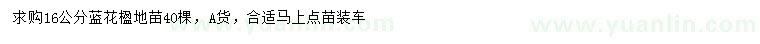 求購16公分藍花楹