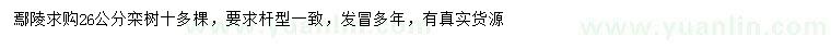 求購26公分欒樹
