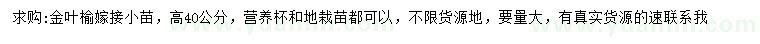 求購高40公分金葉榆嫁接小苗