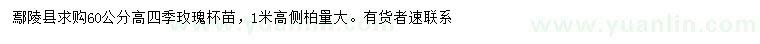 求購高60公分四季玫瑰、1米側(cè)柏