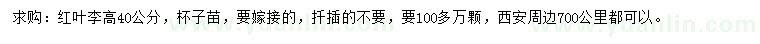 求購高40公分紅葉李