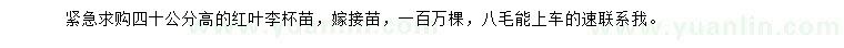 求購(gòu)高40公分紅葉李