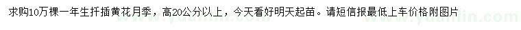 求購高20公分以上扦插黃花月季